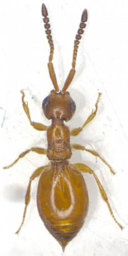 Réf. 274 943 : Lagynodes pallidus